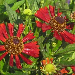 Helenium autumnale Mariachi™ 'Siesta'