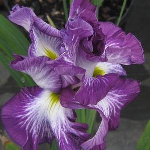 Iris ensata Lion King