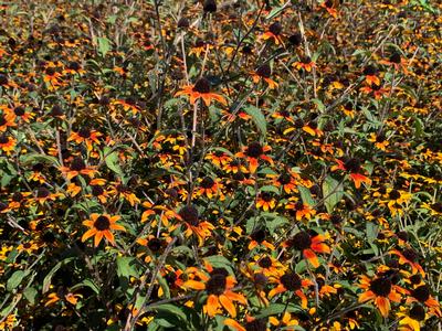 Rudbeckia triloba 'Prairie Glow' - Three-lobed Coneflower from Pleasant Run Nursery