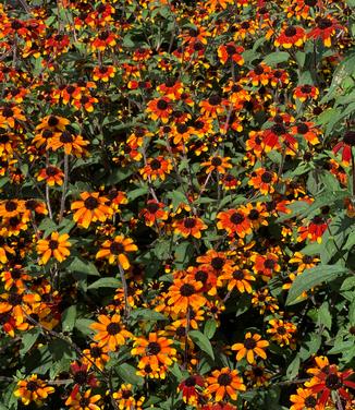 Rudbeckia triloba 'Prairie Glow' - Three-lobed Coneflower from Pleasant Run Nursery