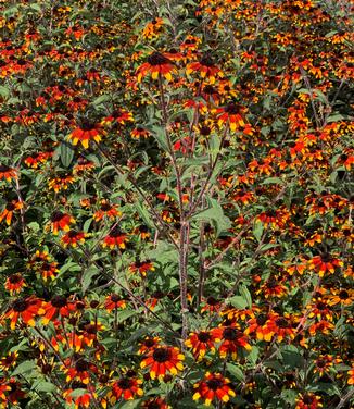 Rudbeckia triloba 'Prairie Glow' - Three-lobed Coneflower from Pleasant Run Nursery