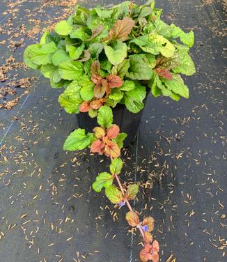 Ajuga reptans Feathered Friends™ 'Parrot Paradise' - Bugleweed from Pleasant Run Nursery