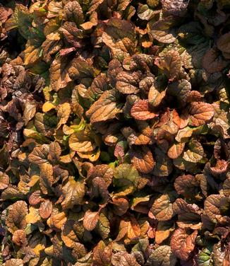 Ajuga reptans Feathered Friends 'Parrot Paradise' (fall color)