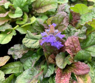 Ajuga reptans Parrot Paradise - Bugleweed from Pleasant Run Nursery