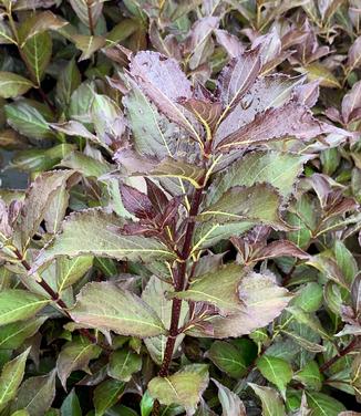 Weigela florida Very Fine Wine™ - Weigela from Pleasant Run Nursery