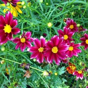 Coreopsis x Big Bang™ 'Mercury Rising'