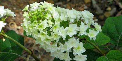 Hydrangea quercifolia Gatsby Star - Oakleaf Hydrangea (Photo: Proven Winners)