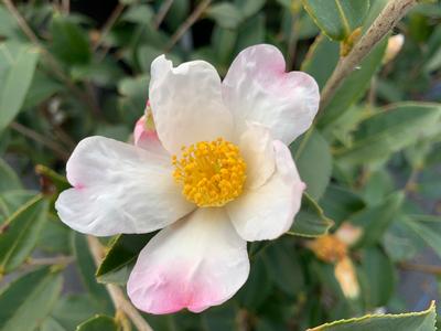 Camellia x 'Winter's Star White' - Camellia from Pleasant Run Nursery