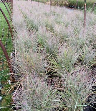 Panicum virgatum 'Gunsmoke' - Switchgrass from Pleasant Run Nursery