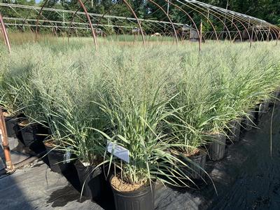 Panicum virgatum 'Gunsmoke' - Switchgrass from Pleasant Run Nursery