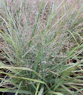 Panicum virgatum 'Gunsmoke' - Switchgrass from Pleasant Run Nursery