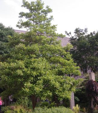 Magnolia virginiana Henry Hicks (@ Scott Arb)