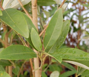 Magnolia virginiana 'Henry Hicks'