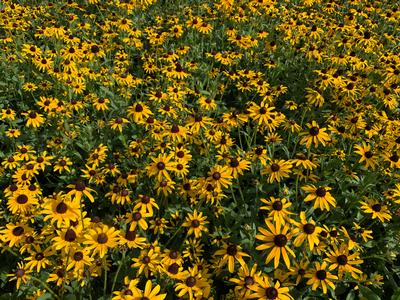 Rudbeckia hirta - Black-Eyed Susan from Pleasant Run Nursery