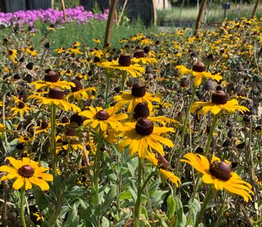 Rudbeckia hirta - Black-Eyed Susan from Pleasant Run Nursery