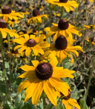 Rudbeckia hirta - Black-Eyed Susan from Pleasant Run Nursery