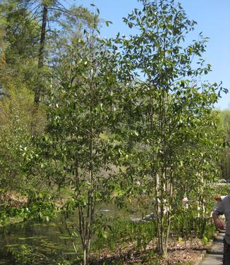 Magnolia virginiana Moonglow (@ Longwood)