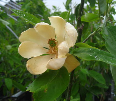 Magnolia virginiana Moonglow