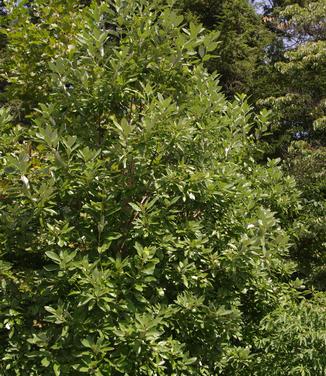 Magnolia virginiana Moonglow (@ NYBG)