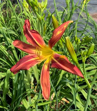 Hemerocallis 'Gadsden Goliath' - Daylily from Pleasant Run Nursery