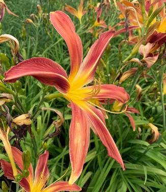 Hemerocallis 'Gadsden Goliath' - Daylily from Pleasant Run Nursery