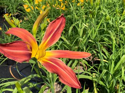 Hemerocallis 'Gadsden Goliath' - Daylily from Pleasant Run Nursery