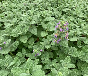 Nepeta x 'Purple Haze' - Catmint from Pleasant Run Nursery