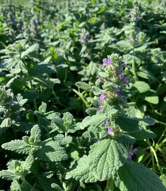 Nepeta x 'Purple Haze' - Catmint from Pleasant Run Nursery