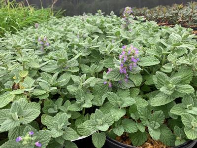 Nepeta x 'Purple Haze' - Catmint from Pleasant Run Nursery