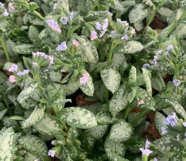 Pulmonaria x 'Moonshine' - Lungwort from Pleasant Run Nursery