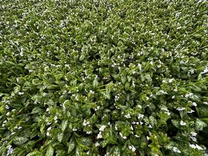 Pulmonaria x 'Moonshine' - Lungwort from Pleasant Run Nursery