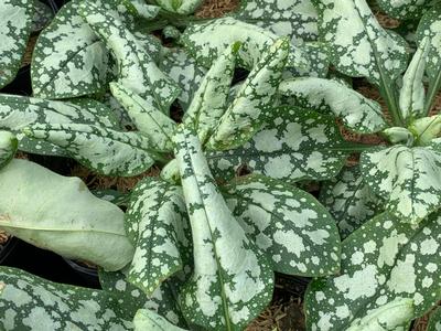 Pulmonaria x 'Moonshine' - Lungwort from Pleasant Run Nursery