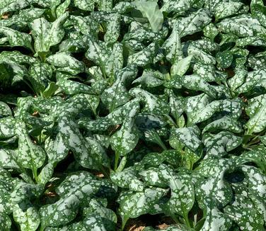 Pulmonaria x 'Moonshine' - Lungwort from Pleasant Run Nursery