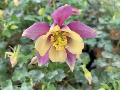 Aquilegia x 'Earlybird 'Purple Yellow'' - Columbine from Pleasant Run Nursery