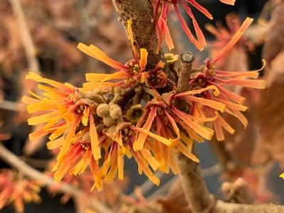 Hamamelis vernalis 'Beholden' - Vernal Witchhazel from Pleasant Run Nursery