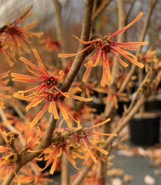 Hamamelis vernalis 'Beholden' - Vernal Witchhazel from Pleasant Run Nursery