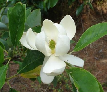Magnolia virginiana var aust Sweet Thing™ (Boyd)