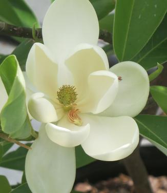 Magnolia virginiana var. australis Sweet Thing- Sweetbay Magnolia