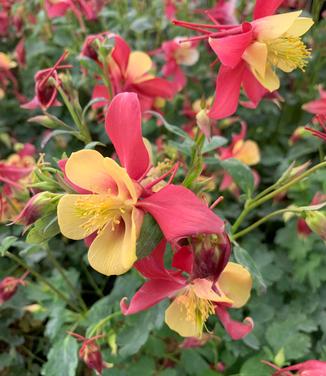 Aquilegia x 'Earlybird 'Red Yellow'' - Columbine from Pleasant Run Nursery