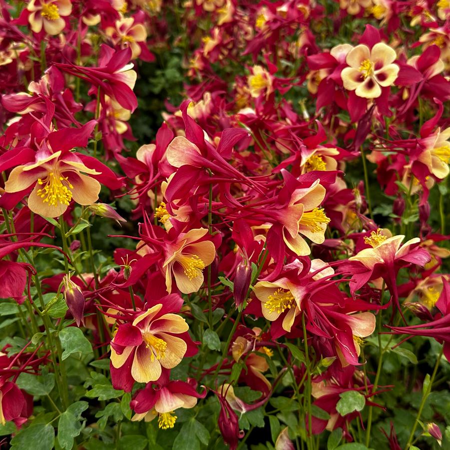 Aquilegia x Earlybird™ 'Red Yellow' - Columbine from Pleasant Run Nursery