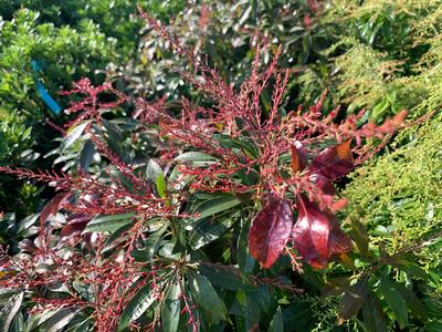 Pieris japonica 'Katsura' - Japanese Andromeda from Pleasant Run Nursery