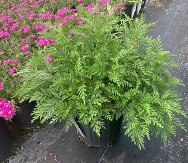 Artemisia gmelinii SunFern 'Olympia' - Russian Wormwood from Pleasant Run Nursery