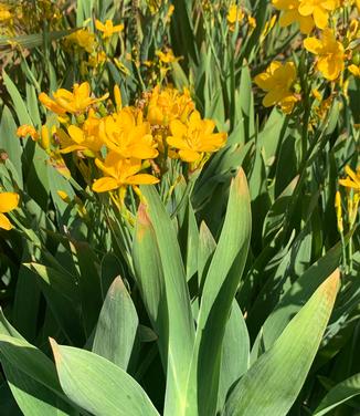 Belamcanda chinensis 'Hello Yellow' - Blackberry Lily from Pleasant Run Nursery