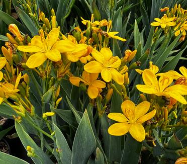 Belamcanda chinensis 'Hello Yellow' - Blackberry Lily from Pleasant Run Nursery