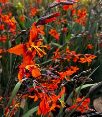 Crocosmia 'Emily McKenzie' - Montbretia from Pleasant Run Nursery