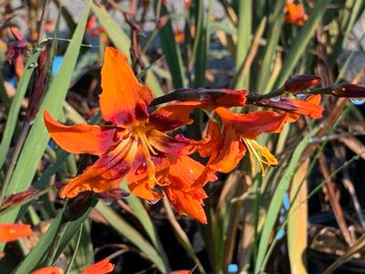 Crocosmia 'Emily McKenzie' - Montbretia from Pleasant Run Nursery