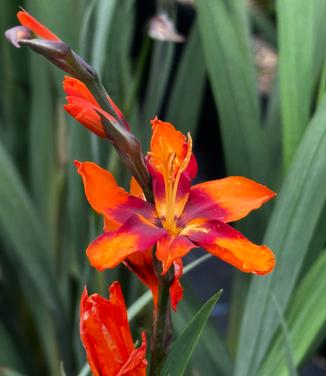 Crocosmia 'Emily McKenzie' - Montbretia from Pleasant Run Nursery