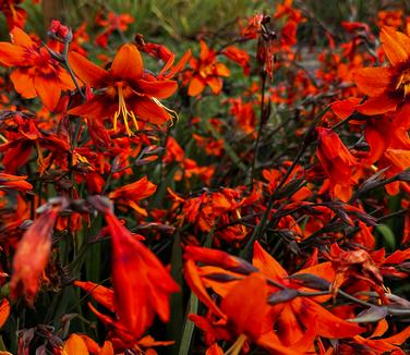 Crocosmia 'Emily McKenzie' - Montbretia from Pleasant Run Nursery