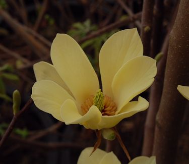 Magnolia x 'Butterflies'