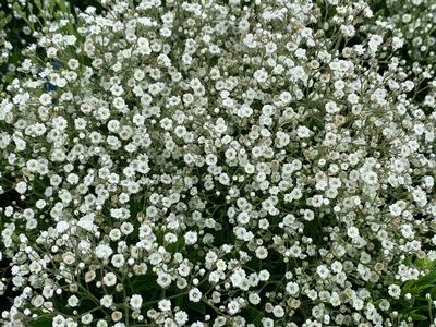 Gypsophila paniculata Summer Sparkles - Baby's Breath from Pleasant Run Nursery